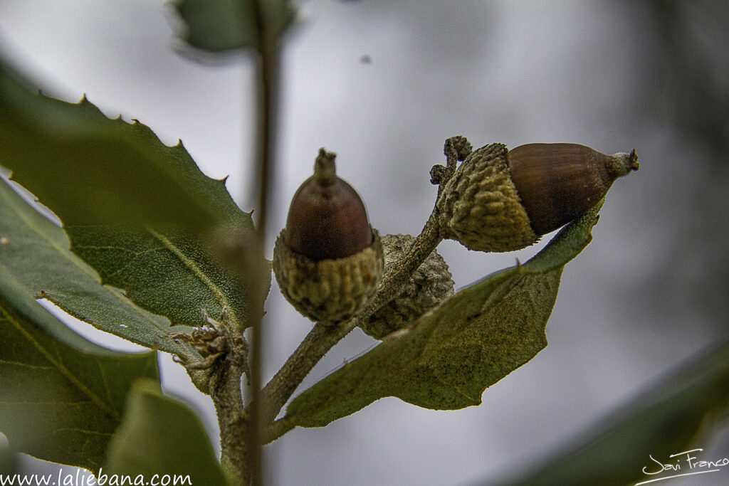 TIEMPO DE BELLOTAS EN LIEBANA