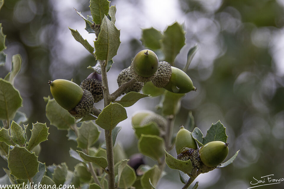 TIEMPO DE BELLOTAS EN LIEBANA