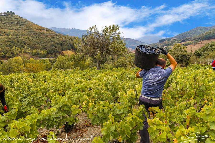 LA VENDIMIA EN LIEBANA